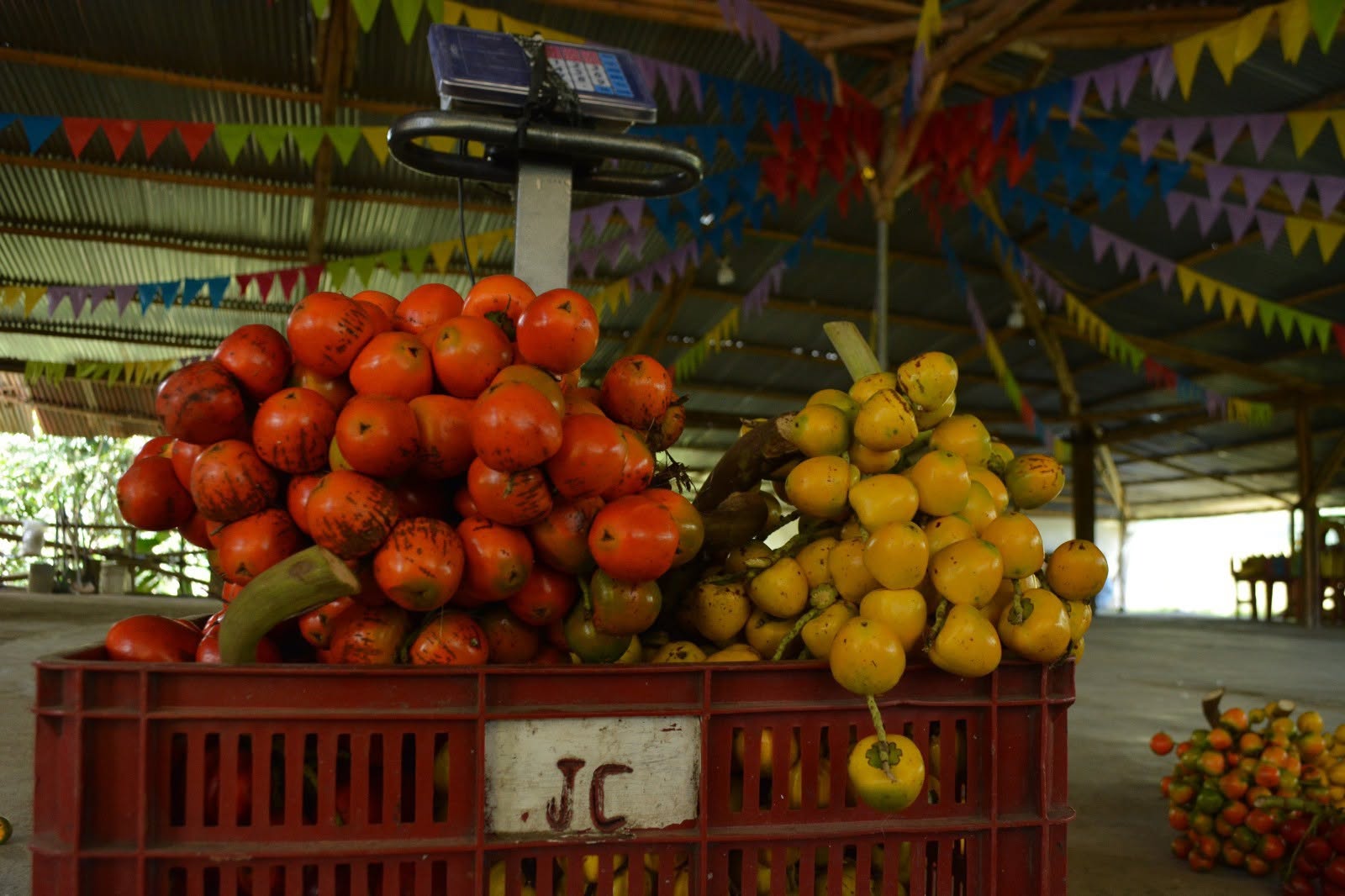 Chontaduro rojo y amarillo en canastas del centro de acopio