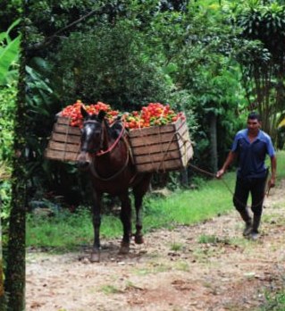 Mula cargada de chontaduro por un camino de montaña